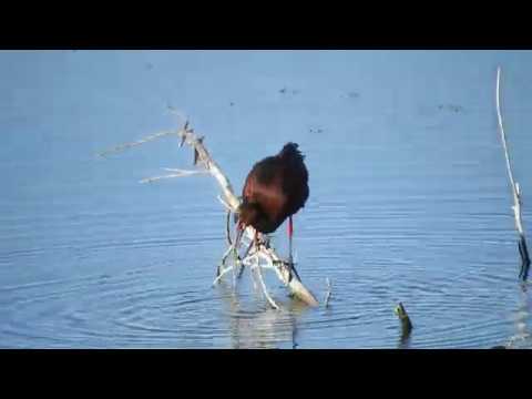 Ibis on a Stump 