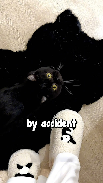 Trying To Find Black Cats 😱😂