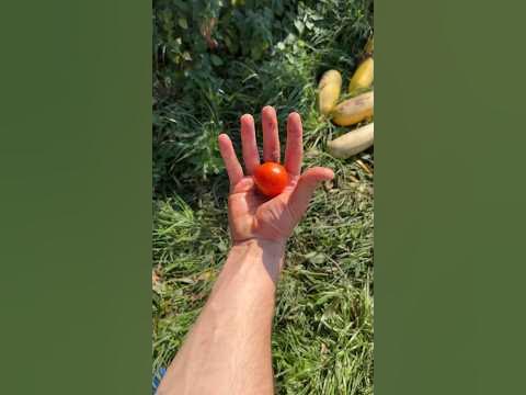 Интересный факт о помидорах - YouTube