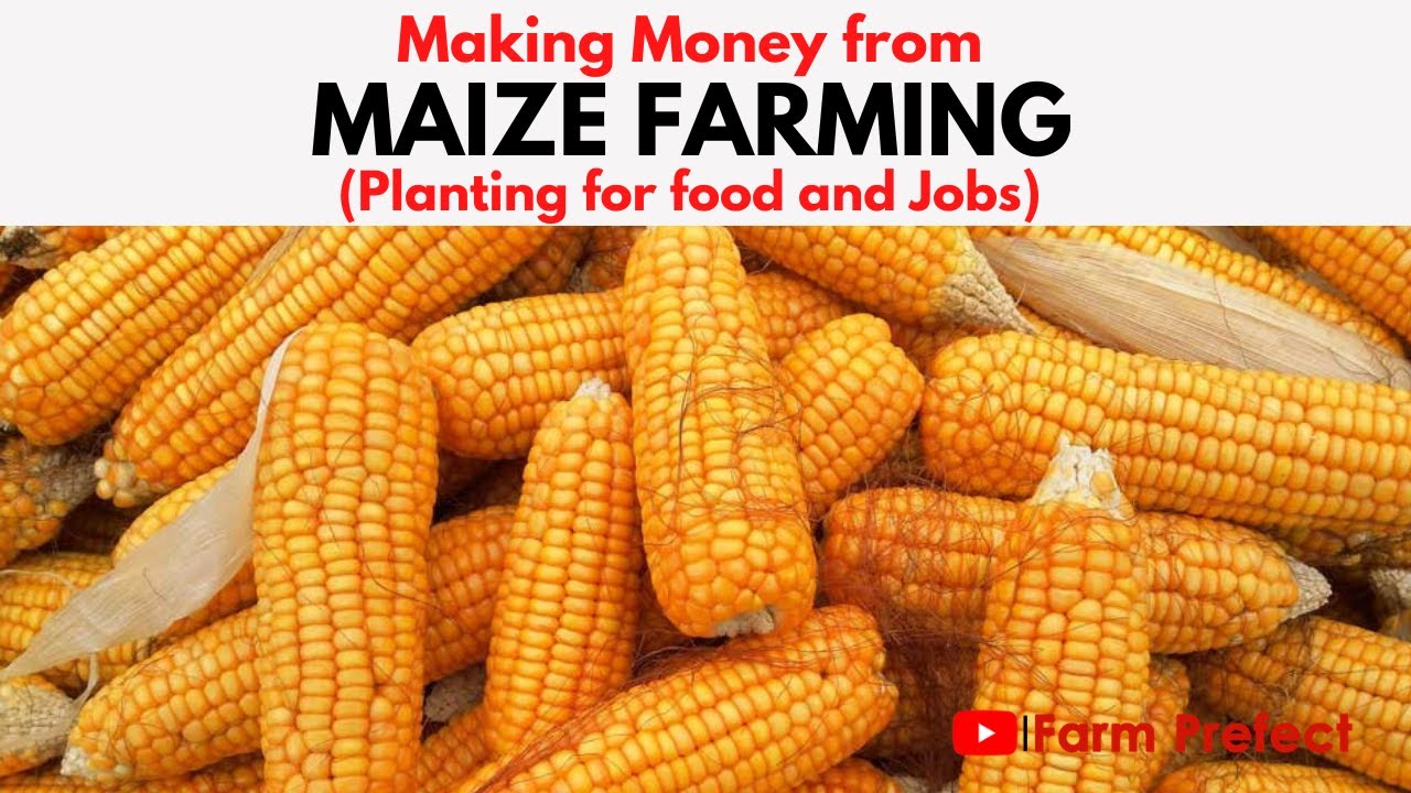 Maize Farming Planting for food and Jobs. YouTube