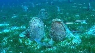 Pi̇na Tarlası - Pinna Nobilis Linnaeus, 1758 By Saki̇ Uğurlu