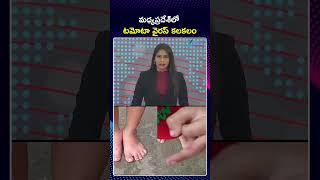 Tomato Virus Outbreak In Madhya Pradesh | మధ్యప్రదేశ్‌లో టమోటా వైరస్ కలకలం | Zee Telugu News