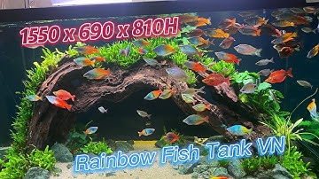 Hồ Cá Cầu Vồng Layout Lũa Cầu Vồng Siêu To 1555 x 690 x 810H - Phạm Minh Hoàng