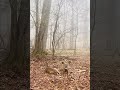 BABYS FIRST CUTEST STEPS!! #deer #babywildlife #shorts #naturetherapy