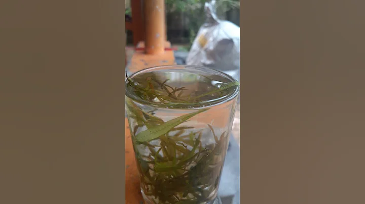 leaf  absorbing water from glass
