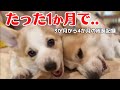 【多頭飼い】子犬コーギー3〜4ヶ月のリアルな毎日🐾初めてだらけの1ヶ月