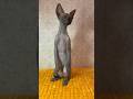 📞 +7 960 526-19-58 Продаются очень красивые котята 🐱 Канадский сфинкс. Питомник «ЗАГАДКА СФИНКСА»