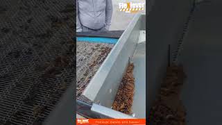 FleXiever Garden with hopper screening meal worms / meelwormen zeven/criblage du ver de farines