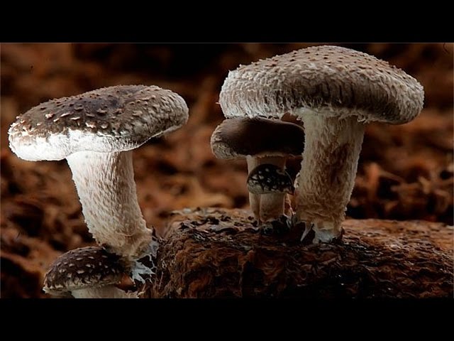 Substrato e Blocos para Cultivo de Cogumelos Shitake