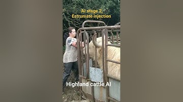 Stage 2 for AI Estrumate injection. Synchronization #cattle #farming #AI #homestead #highlandcow