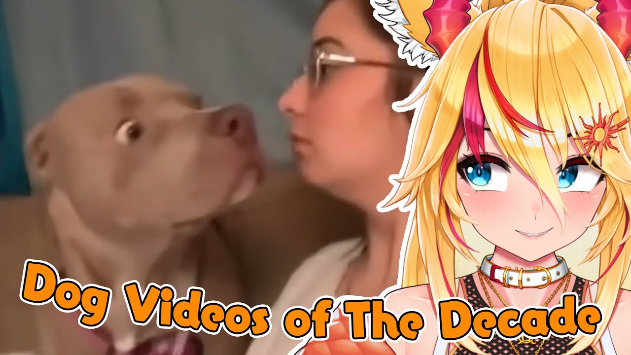 Реакция Саншайн на лучшие видео с собаками десятилетия от Daily Dose Of Internet