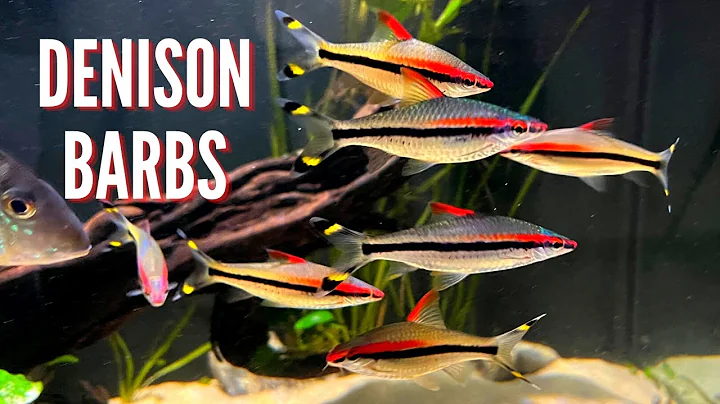 Denison Barbs (Roseline Shark) | Care Guide & Spec...