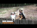 2 Year Old Australian Shepherd 2 Year Old Australian Shepherd