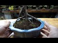 ガマズミ（山木）の植え替え ♯733