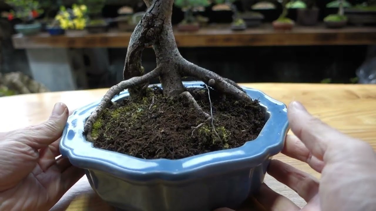 ガマズミ（山木）の植え替え ♯733 - YouTube