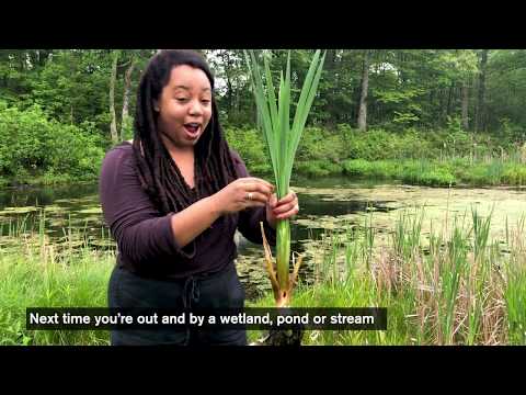 Video: Cattail Plants: Lumalagong Impormasyon At Kontrol ng Cattail