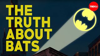 The truth about bats - Amy Wray