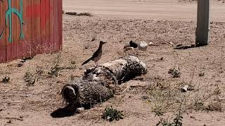 Roadrunner Hunting A Lizard