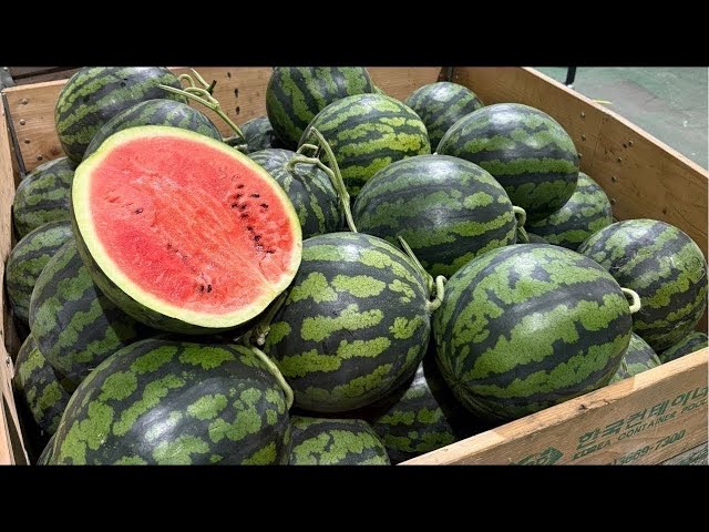 한안 하우스 꿀수박🍉 26,500원 무배 한정판매 드립니다ㅎㅎ