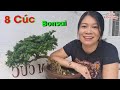 Cây Linh Sam BonSai chưa cắt tỉa uốn nắn mà đã rất đẹp - 8 Cúc