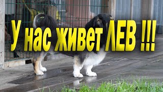 КОЛОБОК ПРЕВРАТИЛСЯ В ЛЬВА !!! Что за Лев этот Колобок !!! Выход из салона ! Как встретили собаки !?