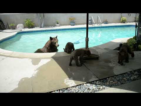 Mama bear and 3 cubs part 2