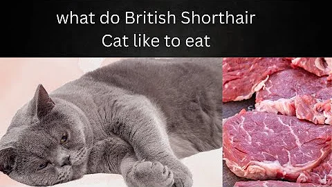 Video 10987581: british shorthair cat eating