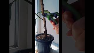 Фикус не растет? #bonsai #цветыдлядома #plants