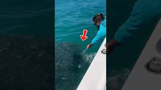 He Found A Mive Bait Ball Then A Monster Showed Up