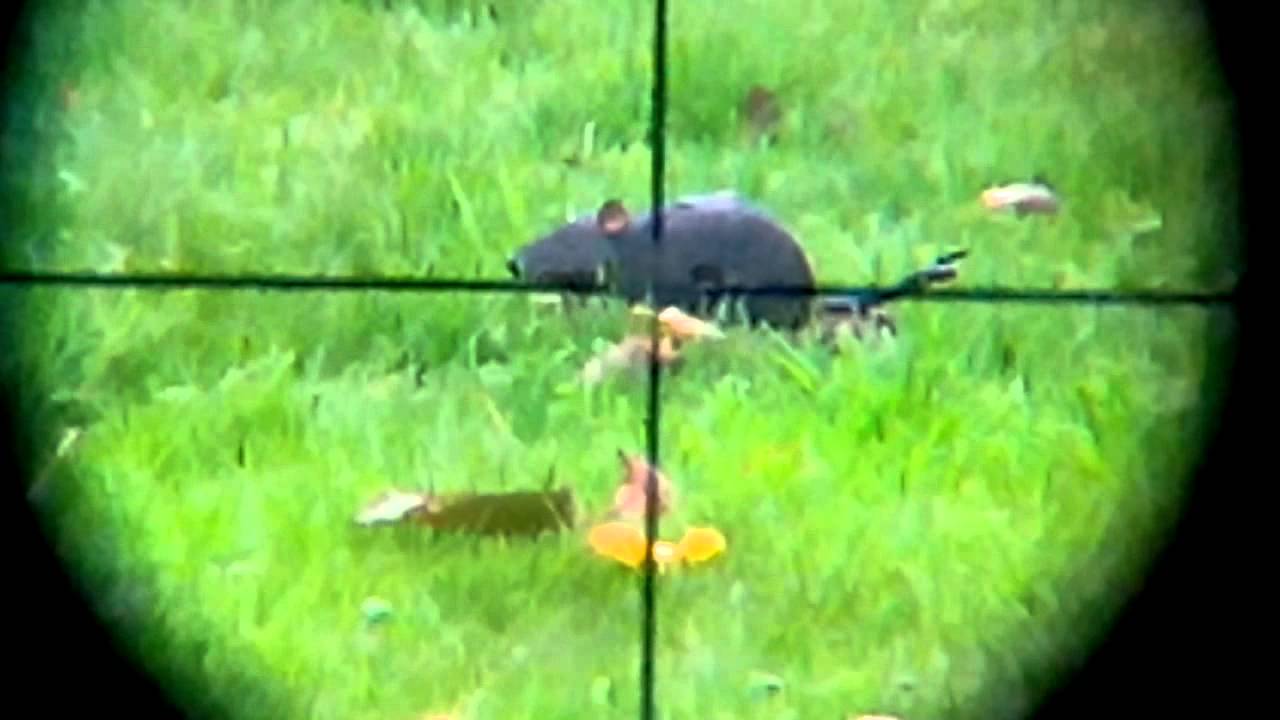 Rat Shouting Rat shooting video with my rapid 7 and Smart phone scope mount Bring on ...