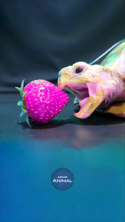 ASMR Mukbang Eating Pink Strawberry 🍓 Turtle Tortoise