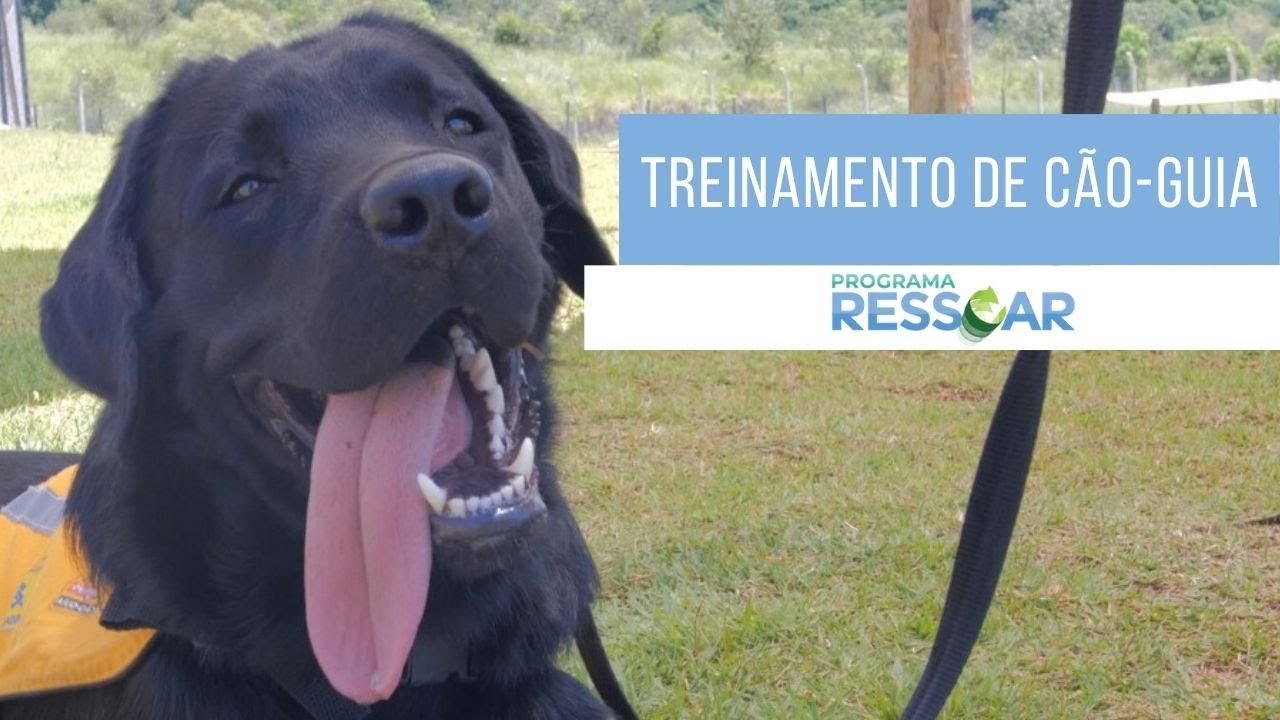 COMO FUNCIONA O TREINAMENTO DE UM CÃO-GUIA