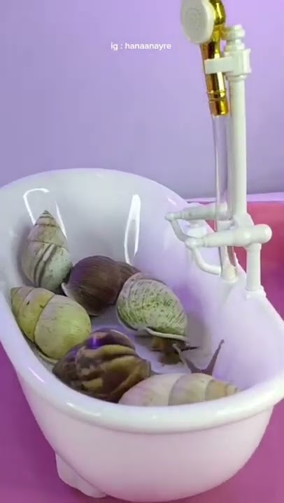 seumur hidup sekali ygy #bekicot #pet #snail