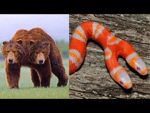 Vidéo: 10 serpents, araignées et autres créatures dangereuses pour votre chat et votre chien