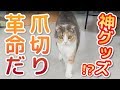 神アイテム！？猫の爪きり補助グッズは使えるのか！？【もふもふマスク】