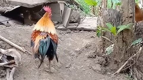 qaib dib daj zoo nraug heev 2019