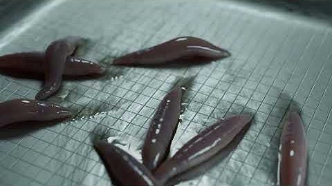 Worms Blender cloth sim