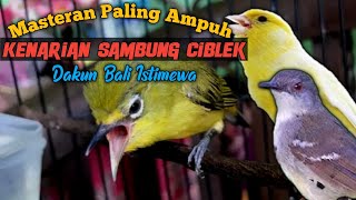 Masteran pleci dakbal malam hari, tembakan kenari sambung ciblek