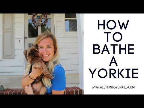 Video: How To Wash Yorkies