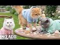 12 Hours Calming Music for Cats 🐱 Lofi Sleep Sounds for Calm Indoor Cats