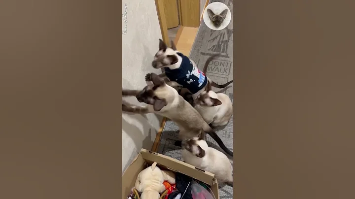 Watch the video about A rare moment when the whole cat family plays 😁😮😁 playful cats | oriental cats 😁 #cats #cat