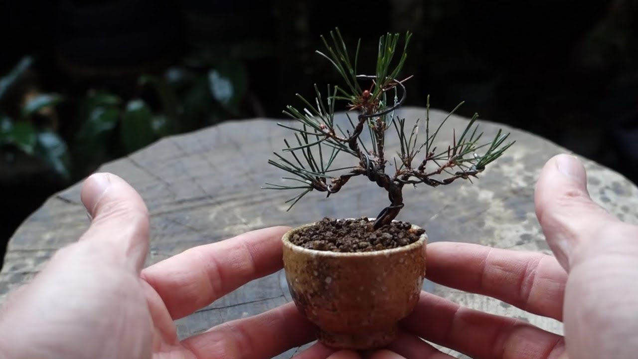 赤松盆栽♤♧ Bonsai diary】 ♯176 赤松のミニ盆栽/お猪口植え - YouTube