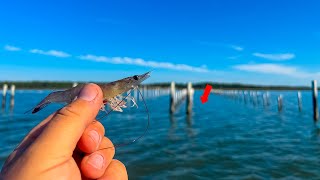 I Tossed LIVE SHRIMP and INSTANTLY Hooked Up to the TASTIEST Fish in the GULF