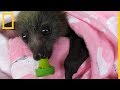 Esta mujer rescata a adorables crías de murciélago | National Geographic en Español