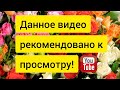 Спасаю РОЗЫ из магазина!🥀 Срочная пересадка и обработка!🍀