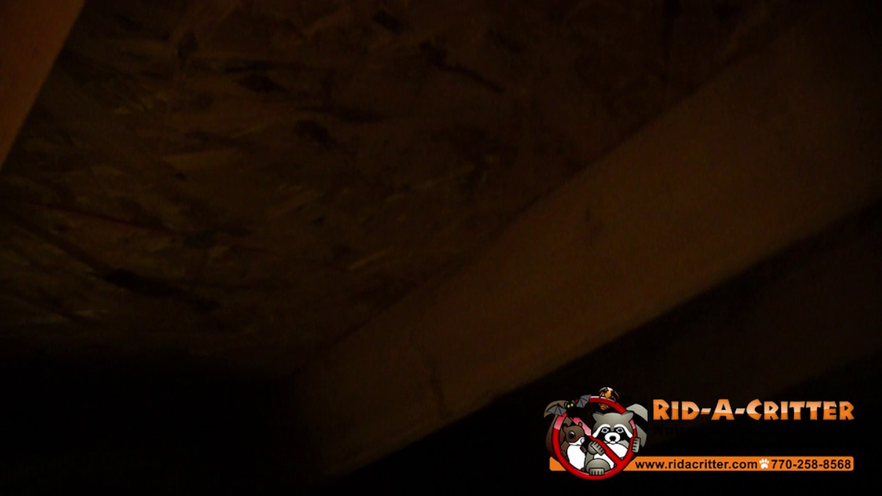 Flying Squirrel Droppings In An Attic Atlanta You Flying Squirrel Droppings In An Attic Atlanta Rid A Critter