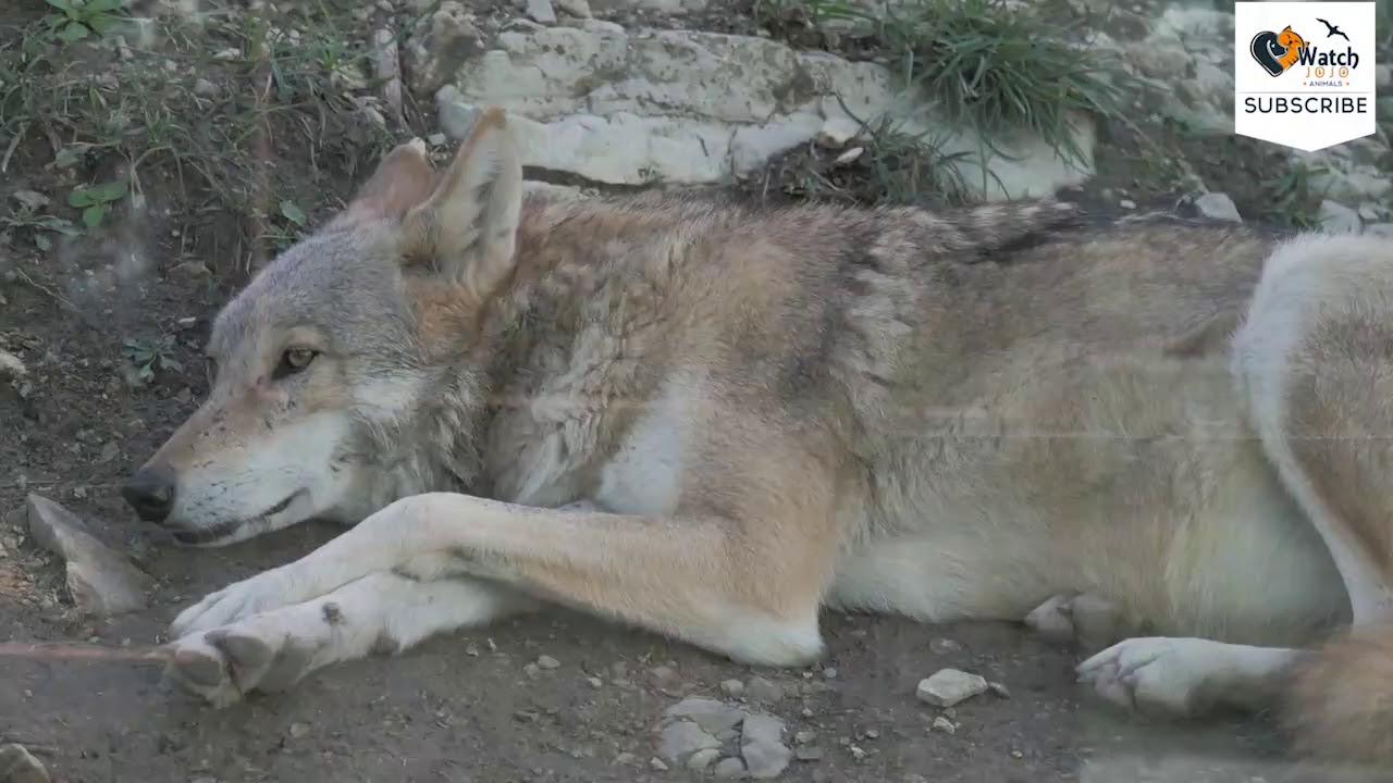 Rescuers Feared The Worst When They Pulled This Paralyzed Wolf Out Of An Ice-Cold River Rescuers Feared The Worst When They Pulled This Paralyzed Wolf Out Of An Ice-Cold River