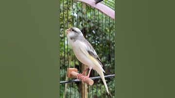 canary singing | bird sounds #birdsounds #canary #canarysinging #canarysong #birds #birdsinging