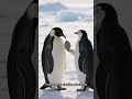 Los Animales Más Asombrosos del Planeta | Documental