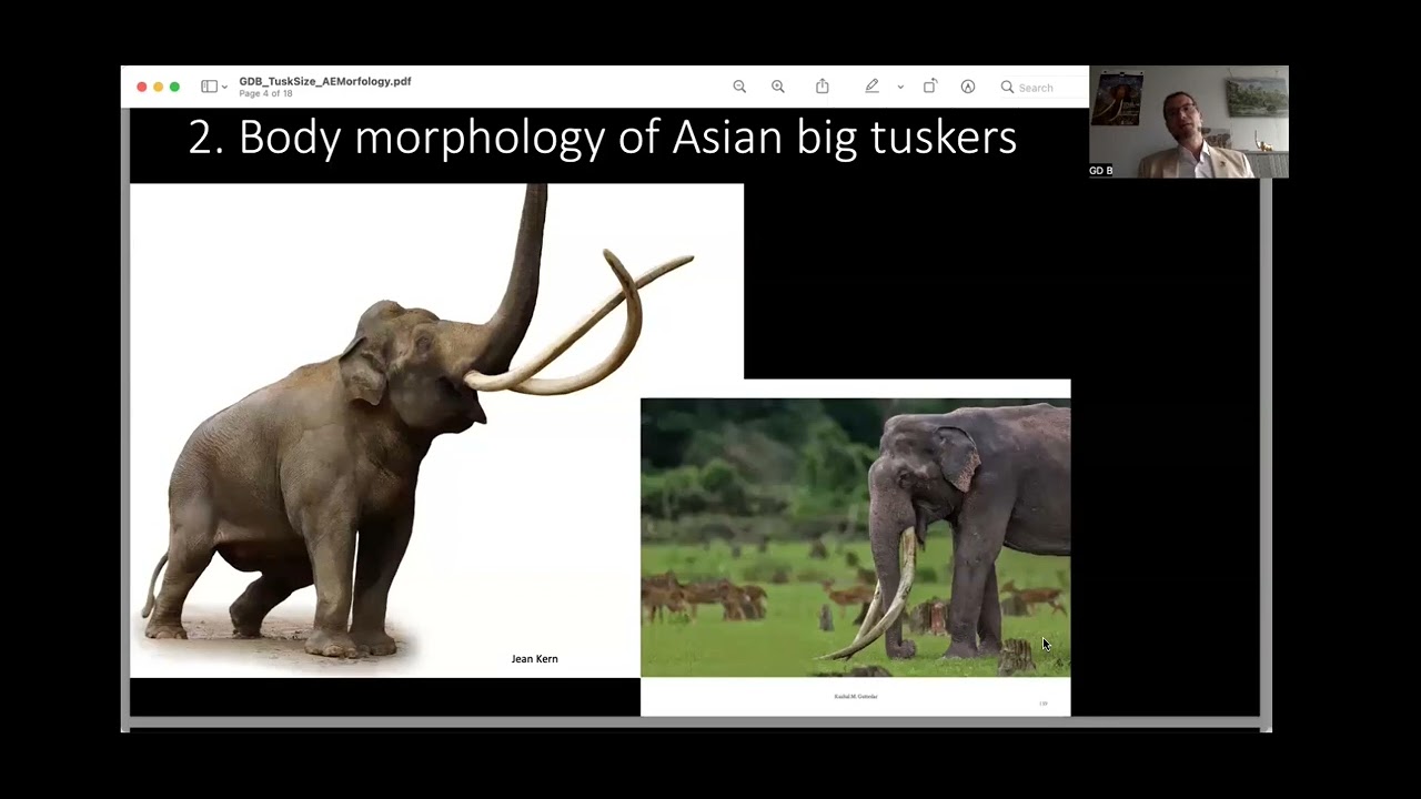 Elephants & Tusks(Morphology and Science of Measurements) YouTube